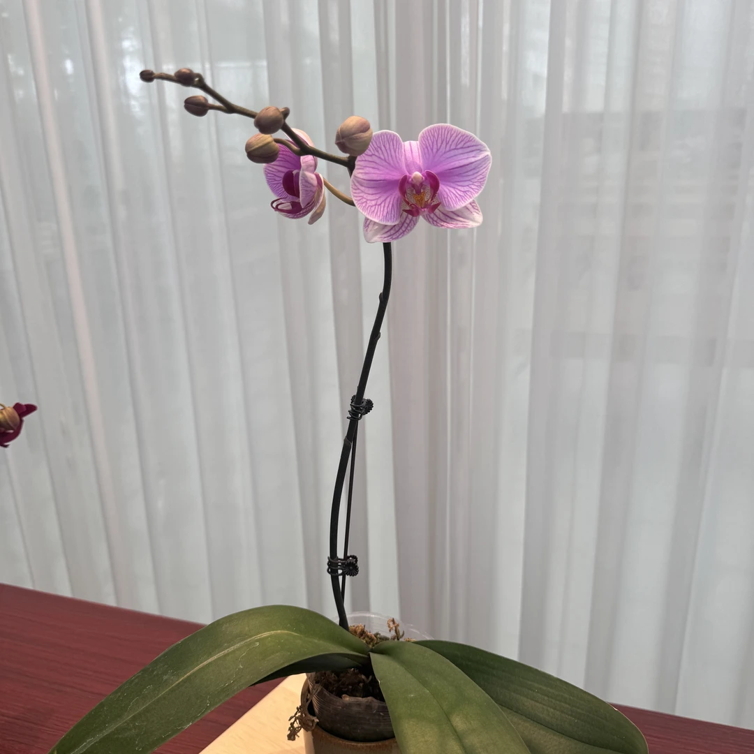 花大王蝴蝶兰【海洋之星】3.0寸单花剑 带花带花苞