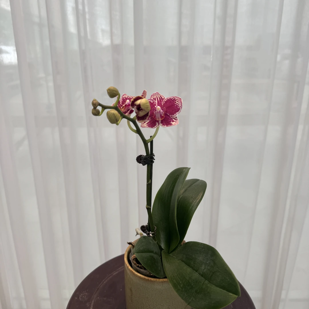 福利品【可乐】*2带花发货 2.8寸杯  紫红色系蝴蝶兰 基地直发