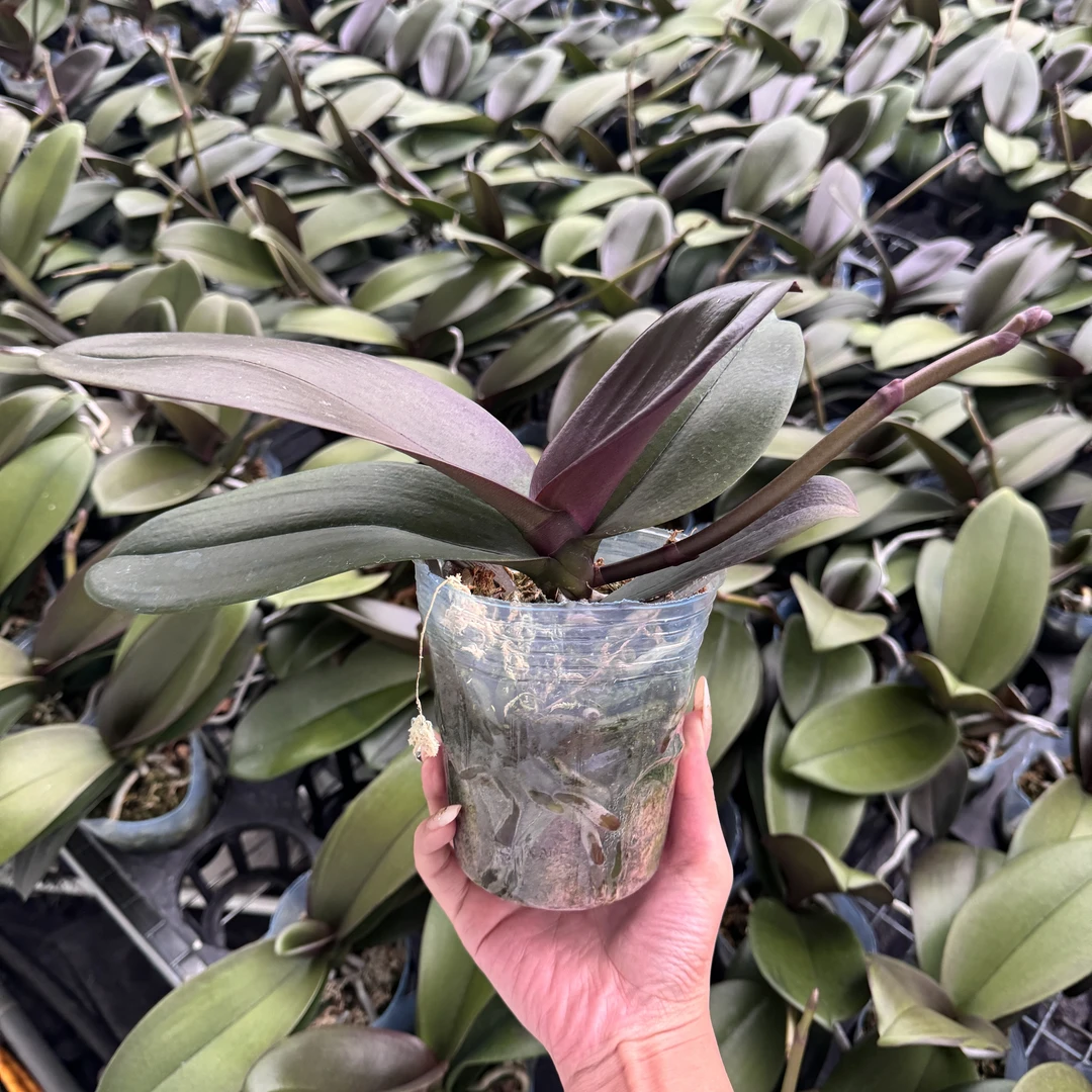 花大王【哈根达斯出梗苗】3.5寸杯网红蝴蝶兰