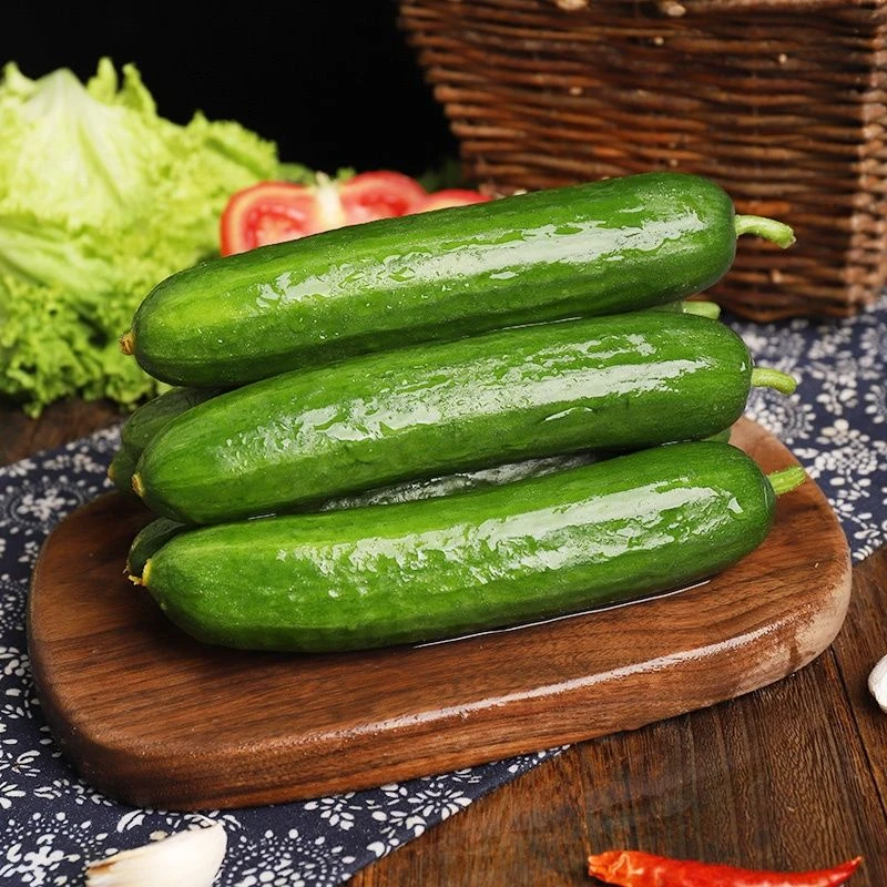 【到手18根左右净重4.5斤】水果黄瓜山东青瓜现摘现发新鲜孕妇水果