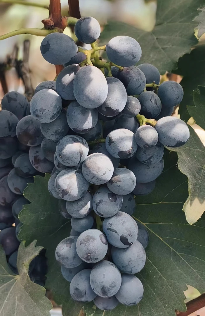 [顺丰包邮]新鲜蓝莓夏黑葡萄,精品散串,颗颗爆汁,无籽,酸甜可口,