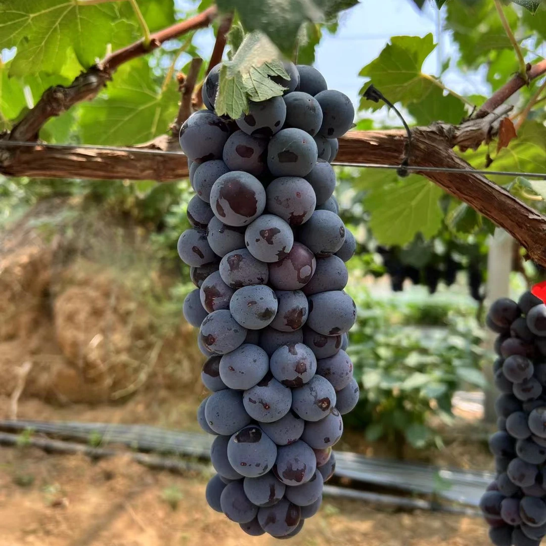 【顺丰包邮】蓝莓夏黑葡萄顺丰包邮精选新鲜精选多汁无籽果园鲜甜