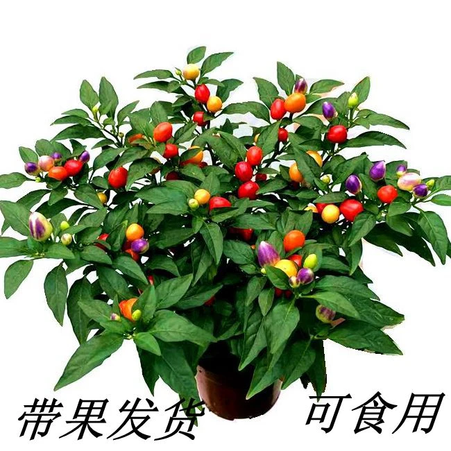 可食用彩椒盆栽带果辣椒苗带花五彩椒朝天椒室外阳台四季开花结果