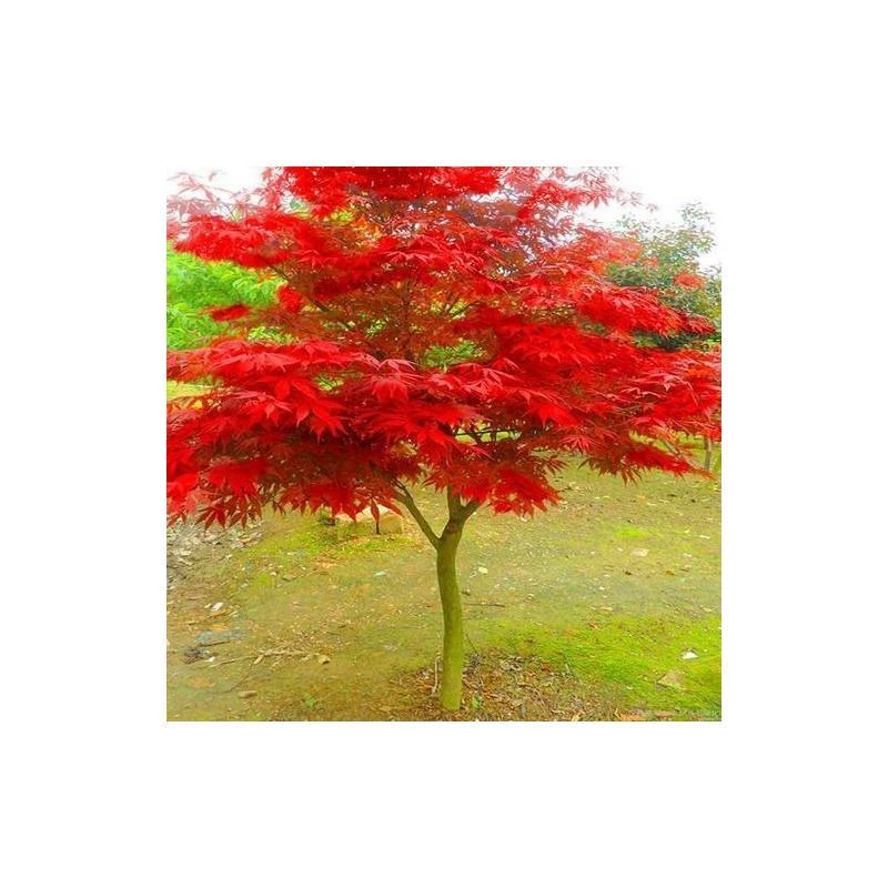 庭院别墅中国红枫树苗红枫苗红枫盆栽树苗庭院彩色行道风景树植物