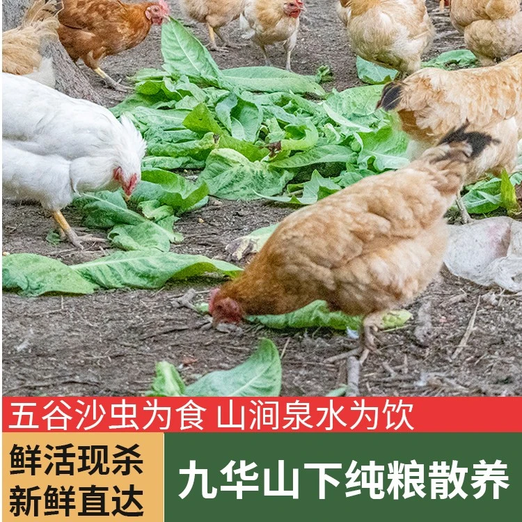 【小时达】安徽皖南九华山高山散养老母鸡营养美味
