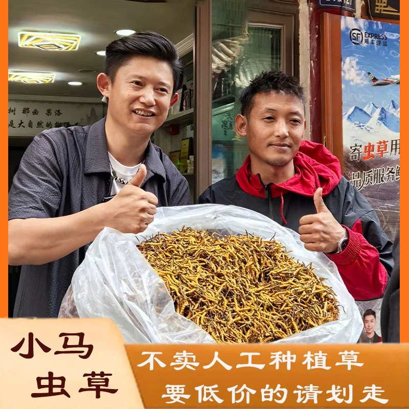 【小马虫草 】24年头茬5根7根1克福利新干草