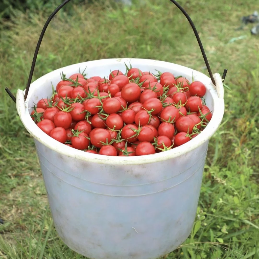 【顺丰发货】广东茂名电白千禧小番茄甜润爆汁严选3/4装包邮