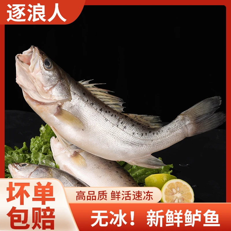 新鲜海鲈鱼1-1.1斤/条 发5条 肉质细腻营养新鲜速冻冷链发货海鲜