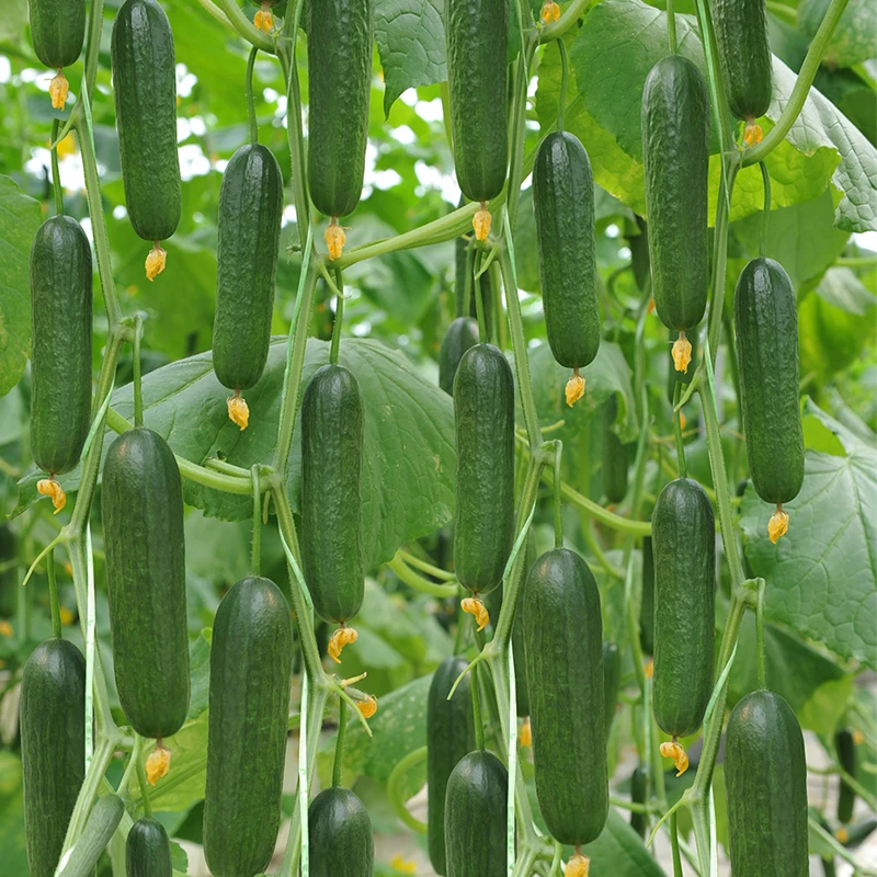 荷兰水果黄瓜种子小黄瓜籽庭院菜种子菜园阳台盆栽四季播蔬菜种子