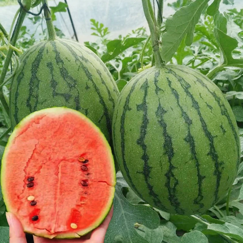 早春红玉小西瓜种子可盆栽四季阳台种植南方北方庭院春季水果种子