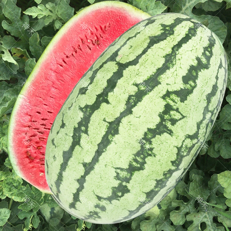 西农八号西瓜种子花皮大果懒汉西瓜种籽庭院小菜园水果种子西瓜籽