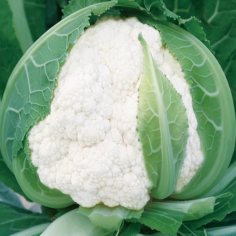 花菜种子花椰菜种子松花菜种籽阳台盆栽菜籽小院家庭菜园蔬菜种子