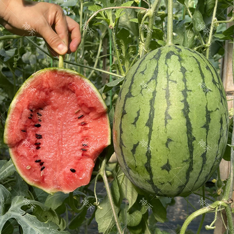 甜美2K小西瓜种子阳台盆栽庭院均可种植南方四季北方春季水果种子