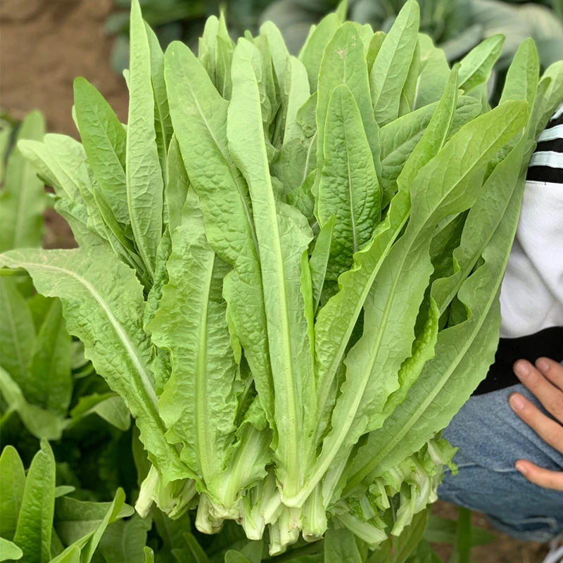 香油麦菜种子耐寒耐热四季播阳台种菜盆栽菜籽庭院菜种子蔬菜种子