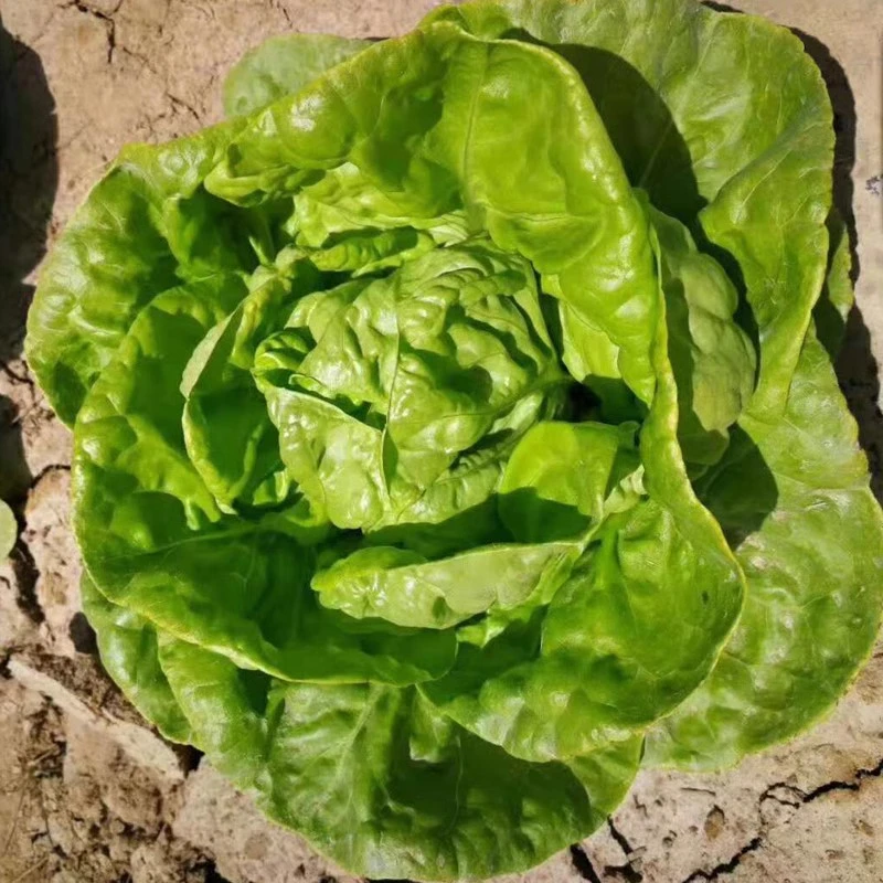 奶油生菜种子四季播易种生菜种籽庭院小院菜种子阳台盆栽蔬菜种子