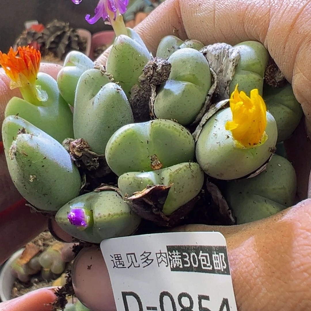 多肉植物11111111111111