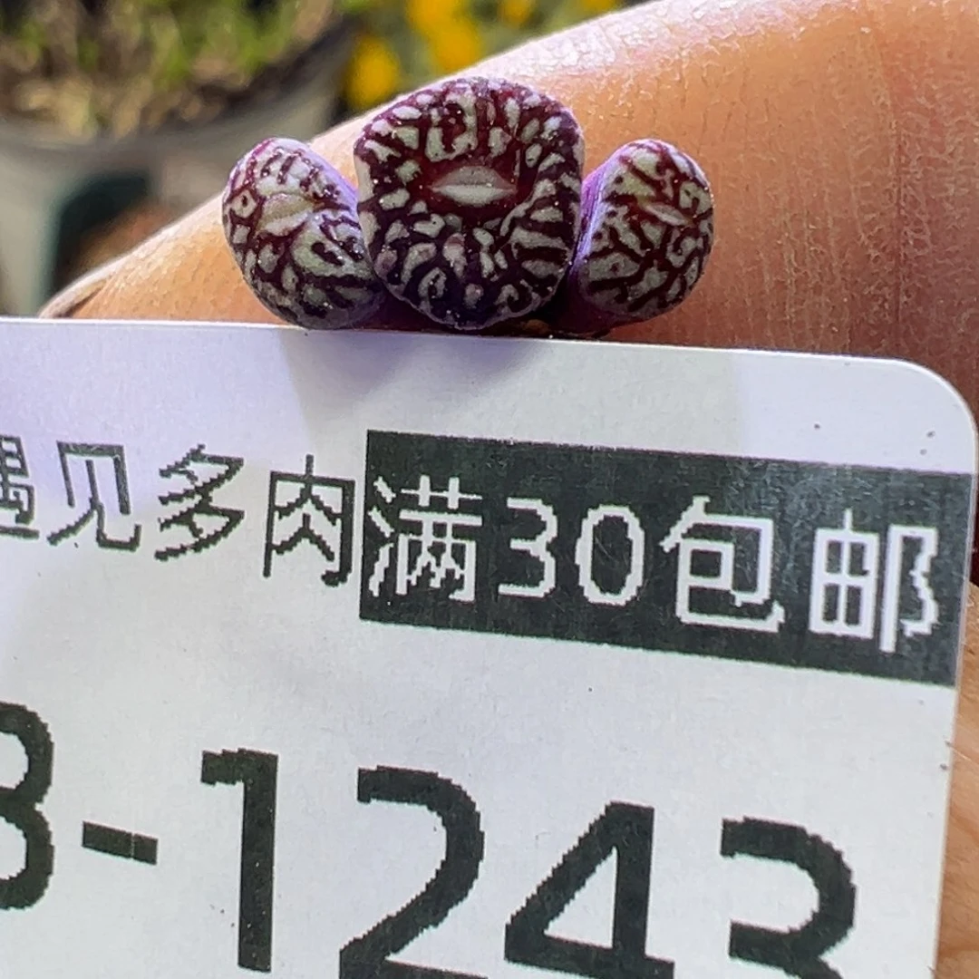 多肉植物1111111111111