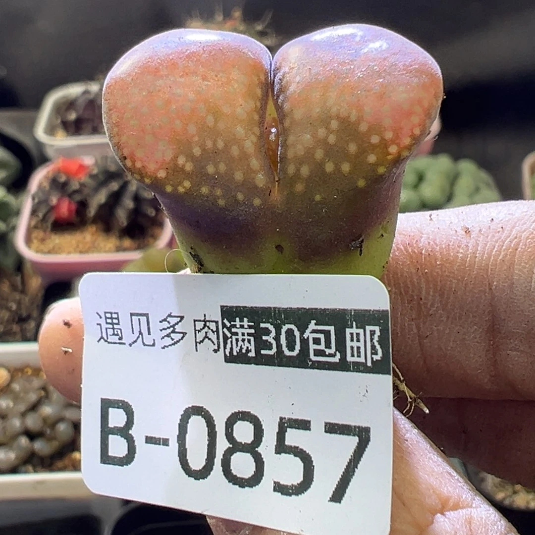 多肉植物111111111111