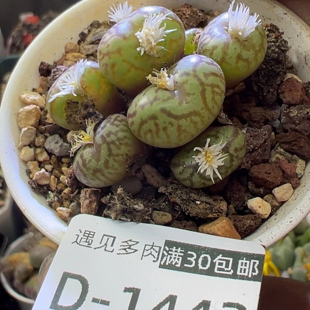 多肉植物111111111111111