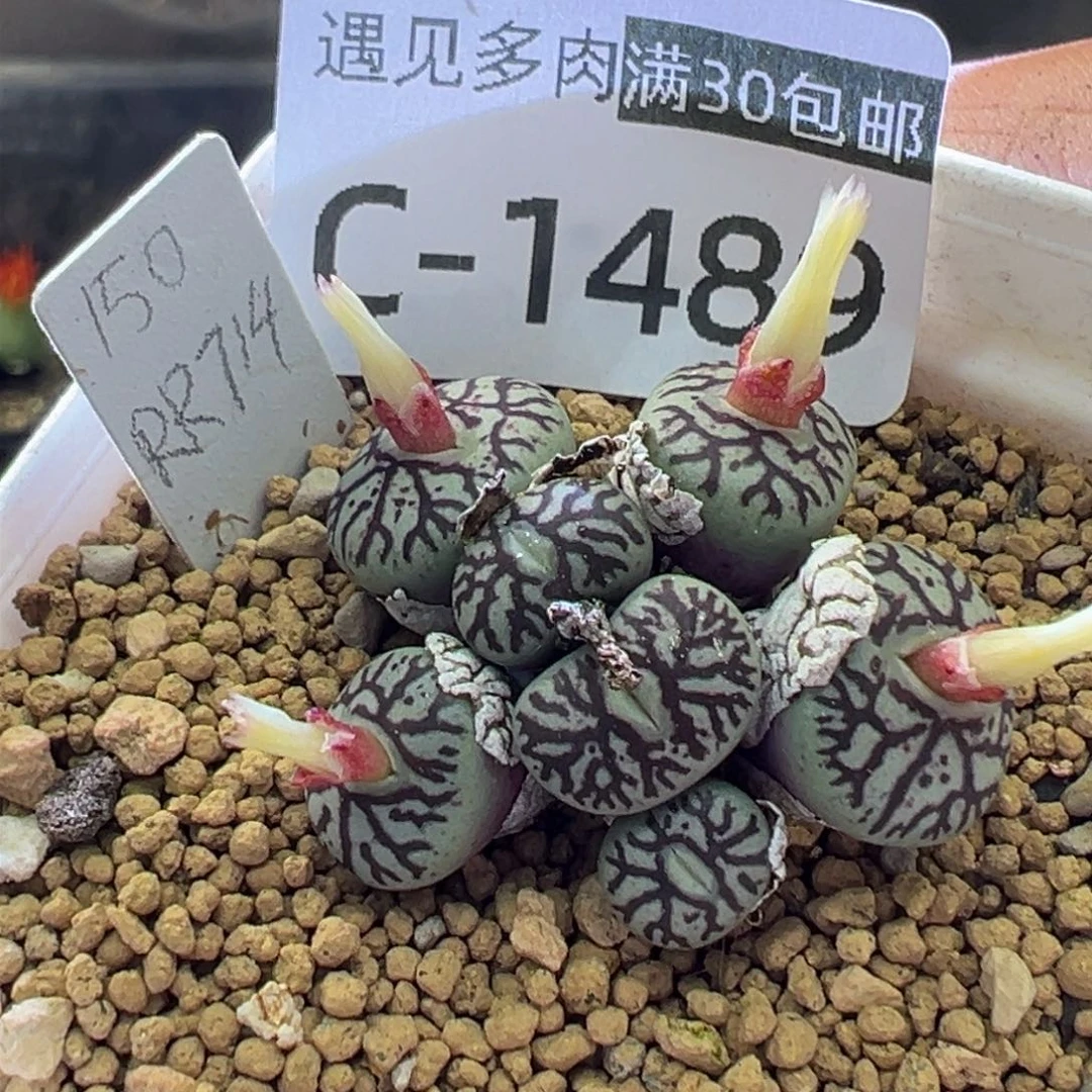 多肉植物1111111111111