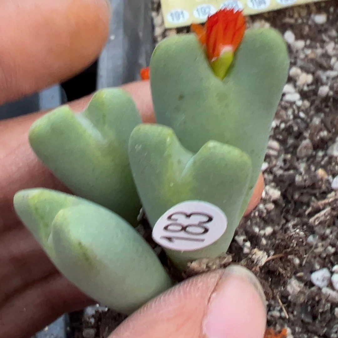 多肉植物11111111111