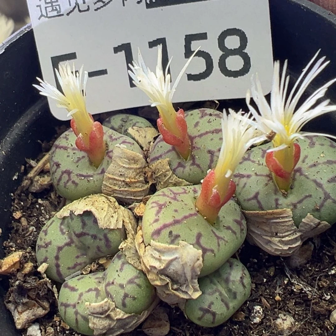 多肉植物11111111111111