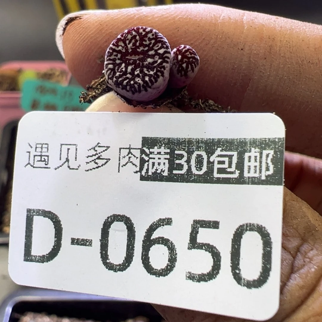 醉**吟11111111111111111111111