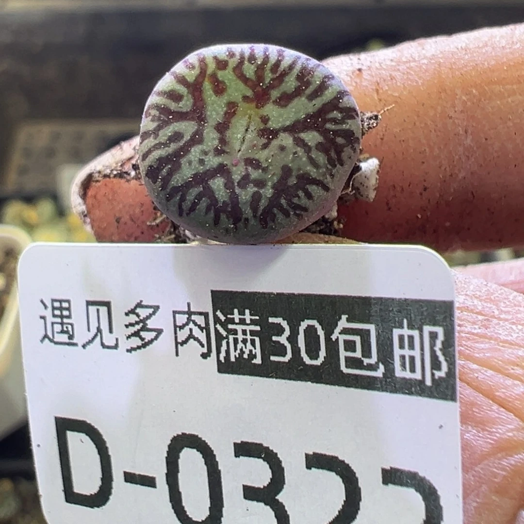 多肉植物111111111111111