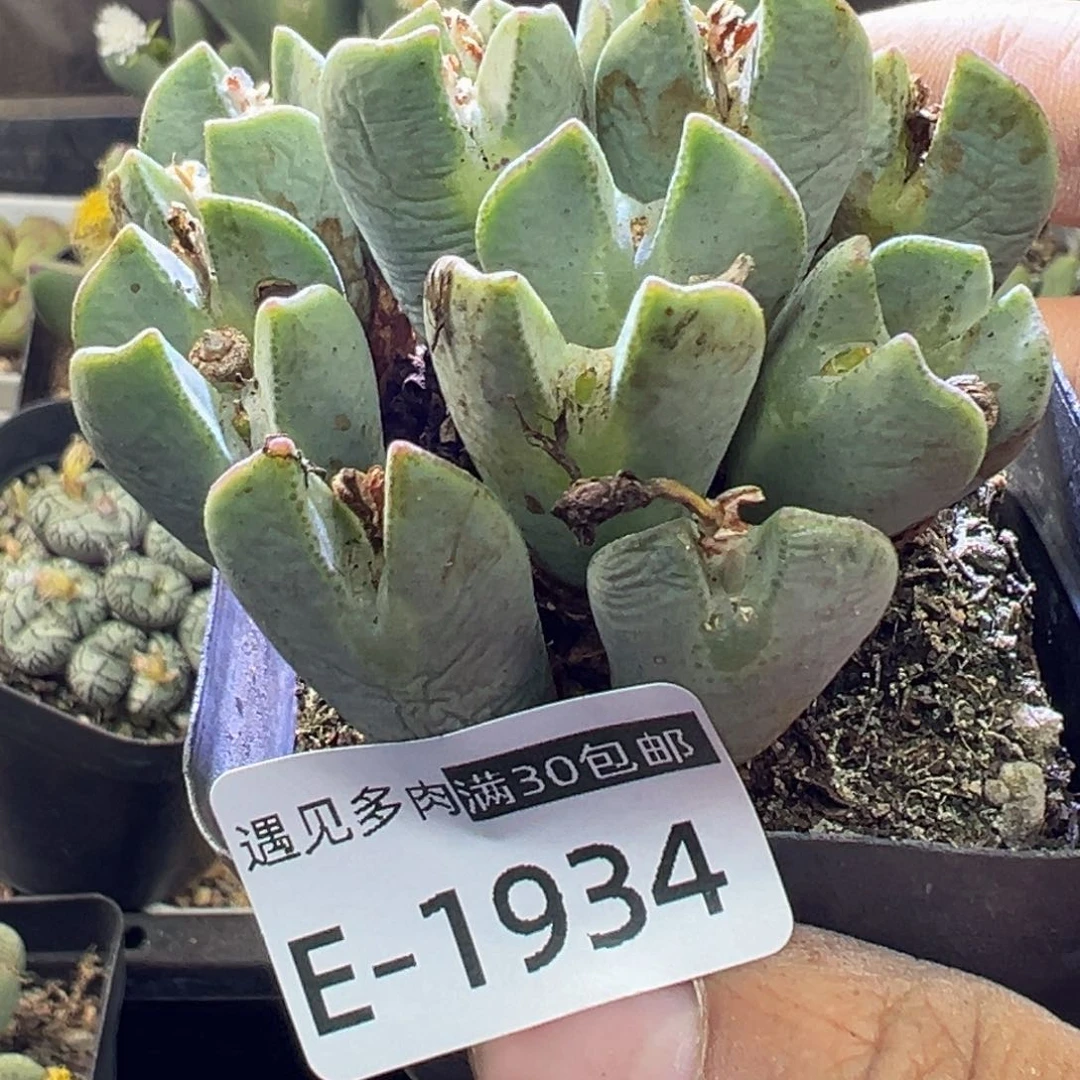 多肉植物111111111111