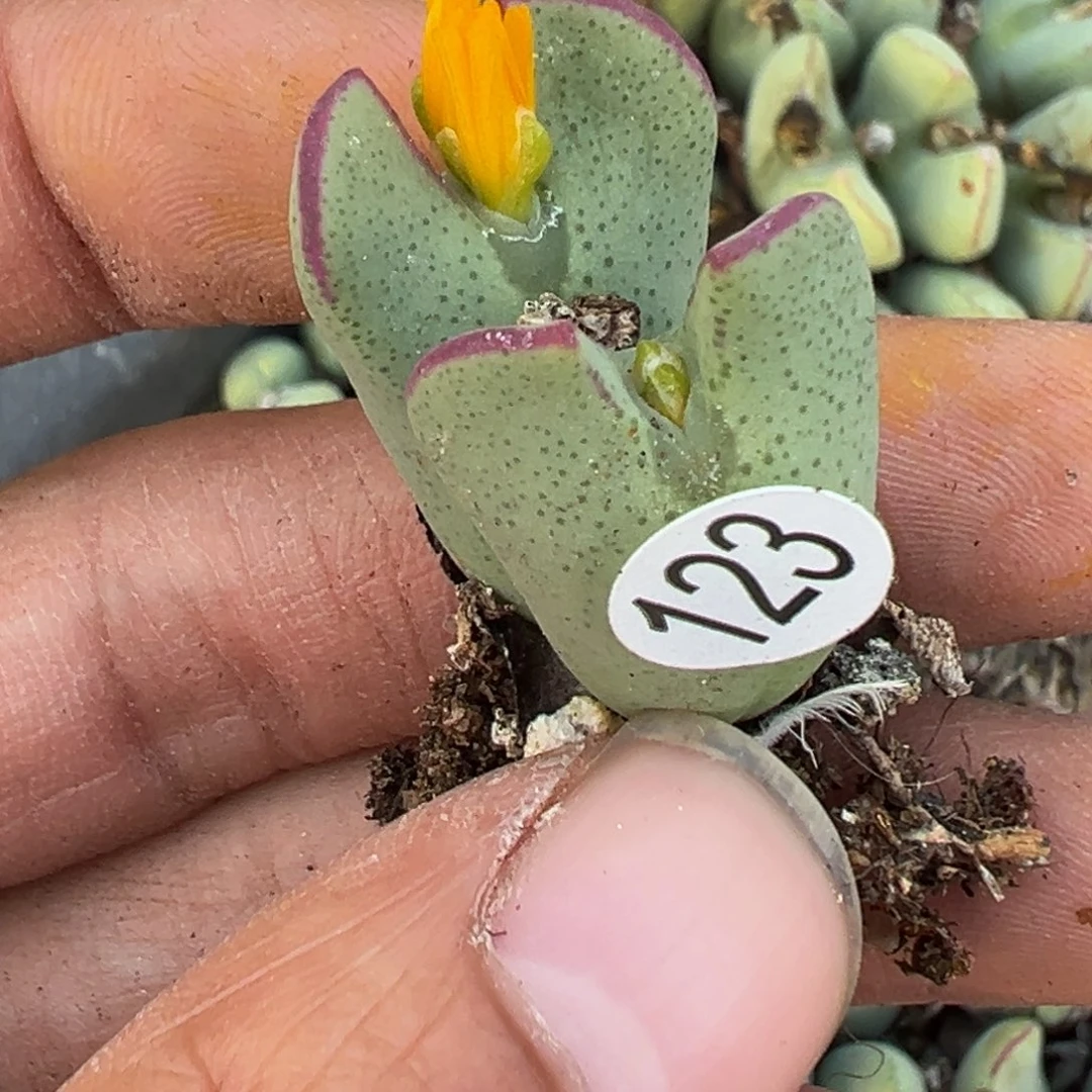 多肉植物11111111111