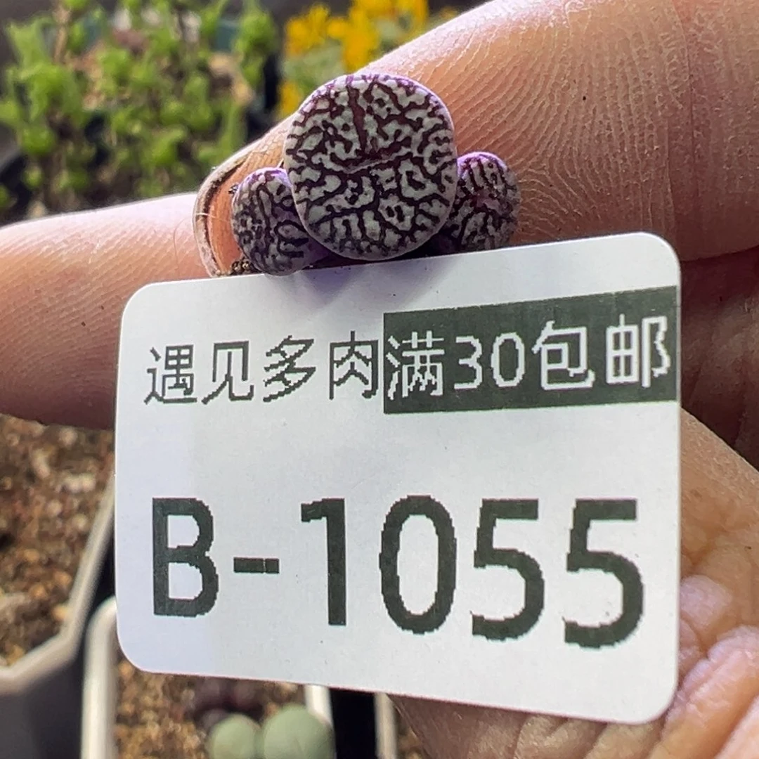 多肉植物11111111111111