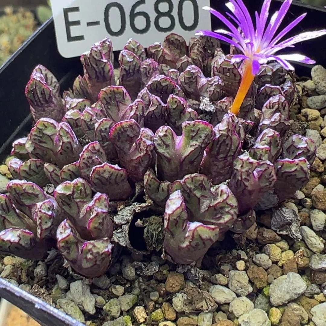 多肉植物11111111111111