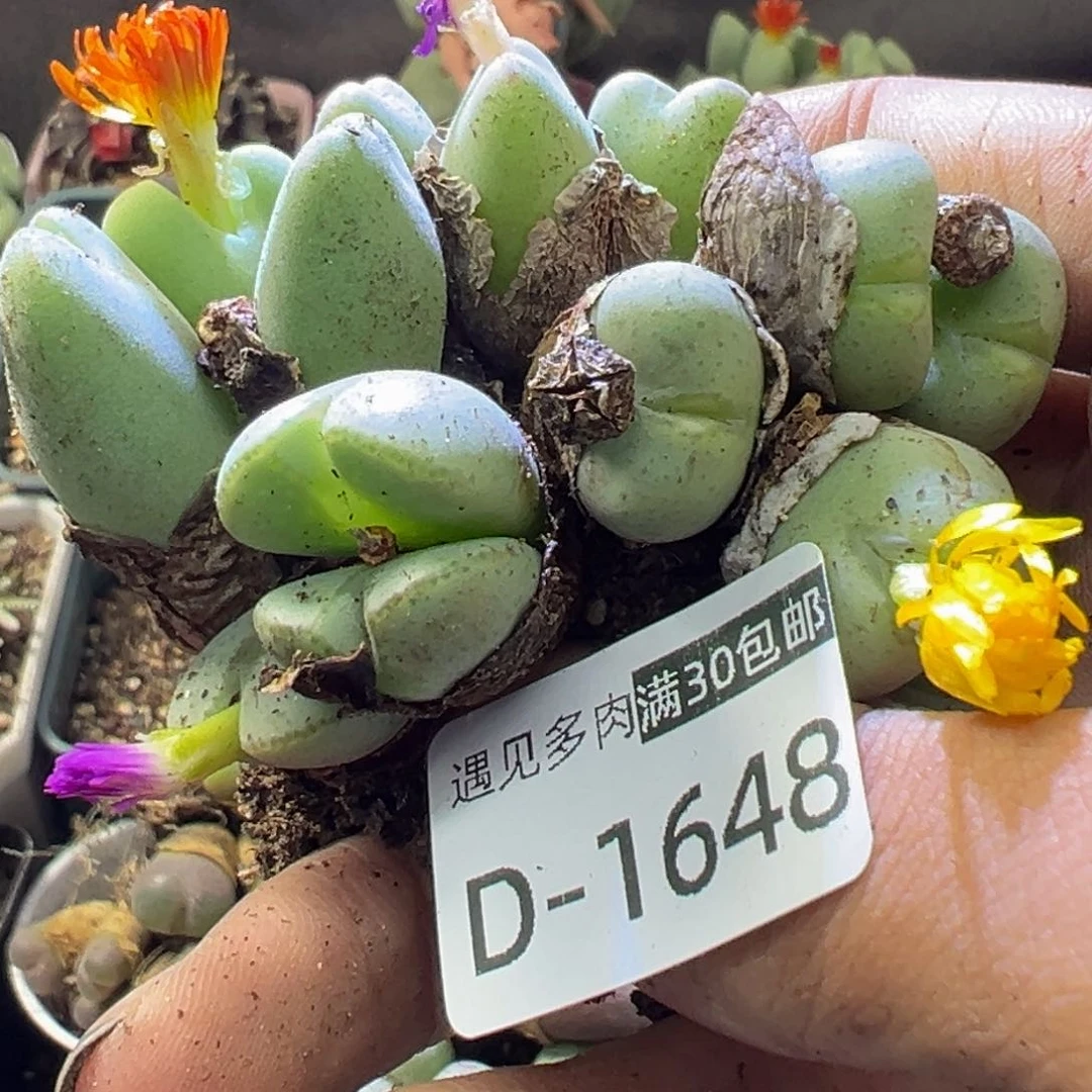 多肉植物11111111111