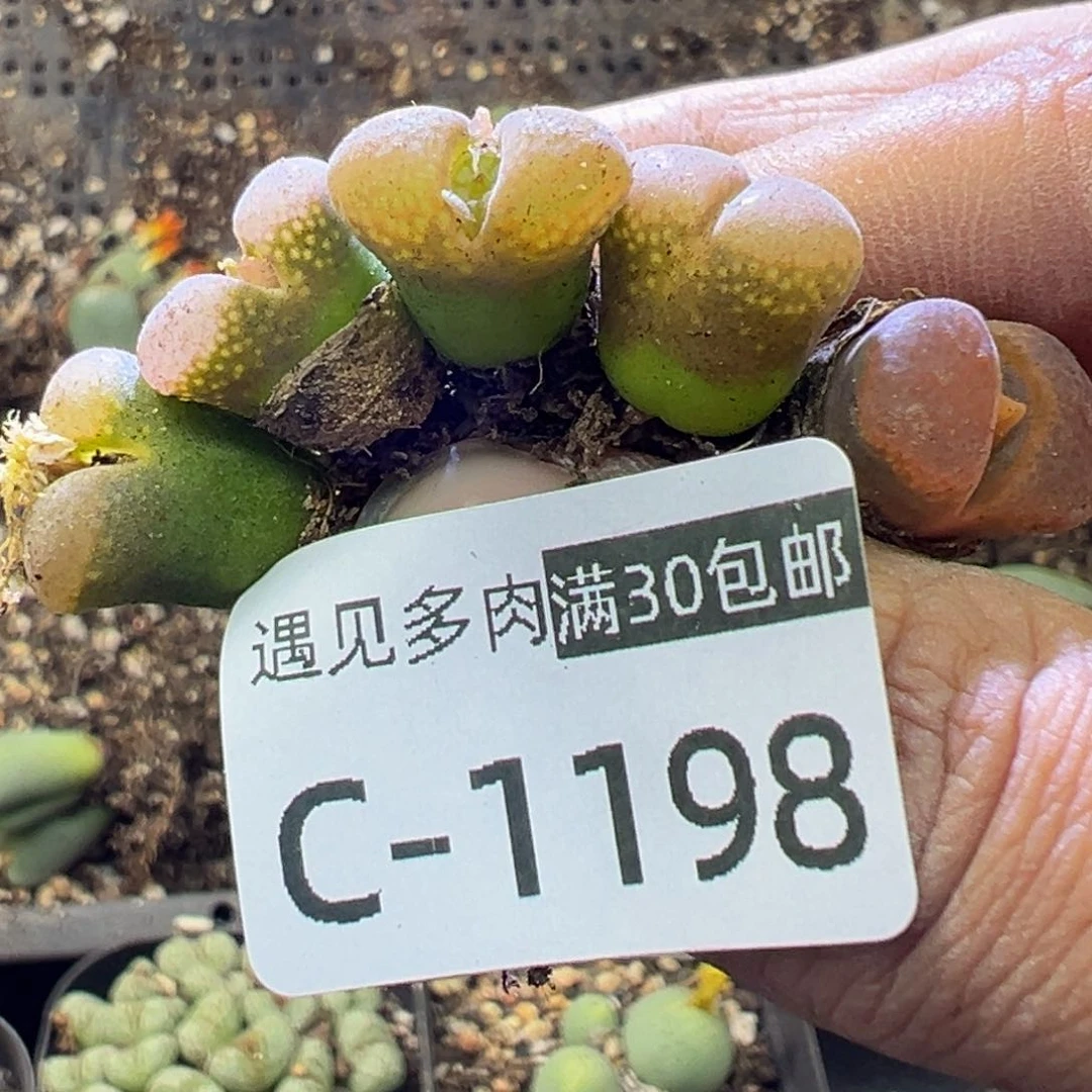 多肉植物111111111111