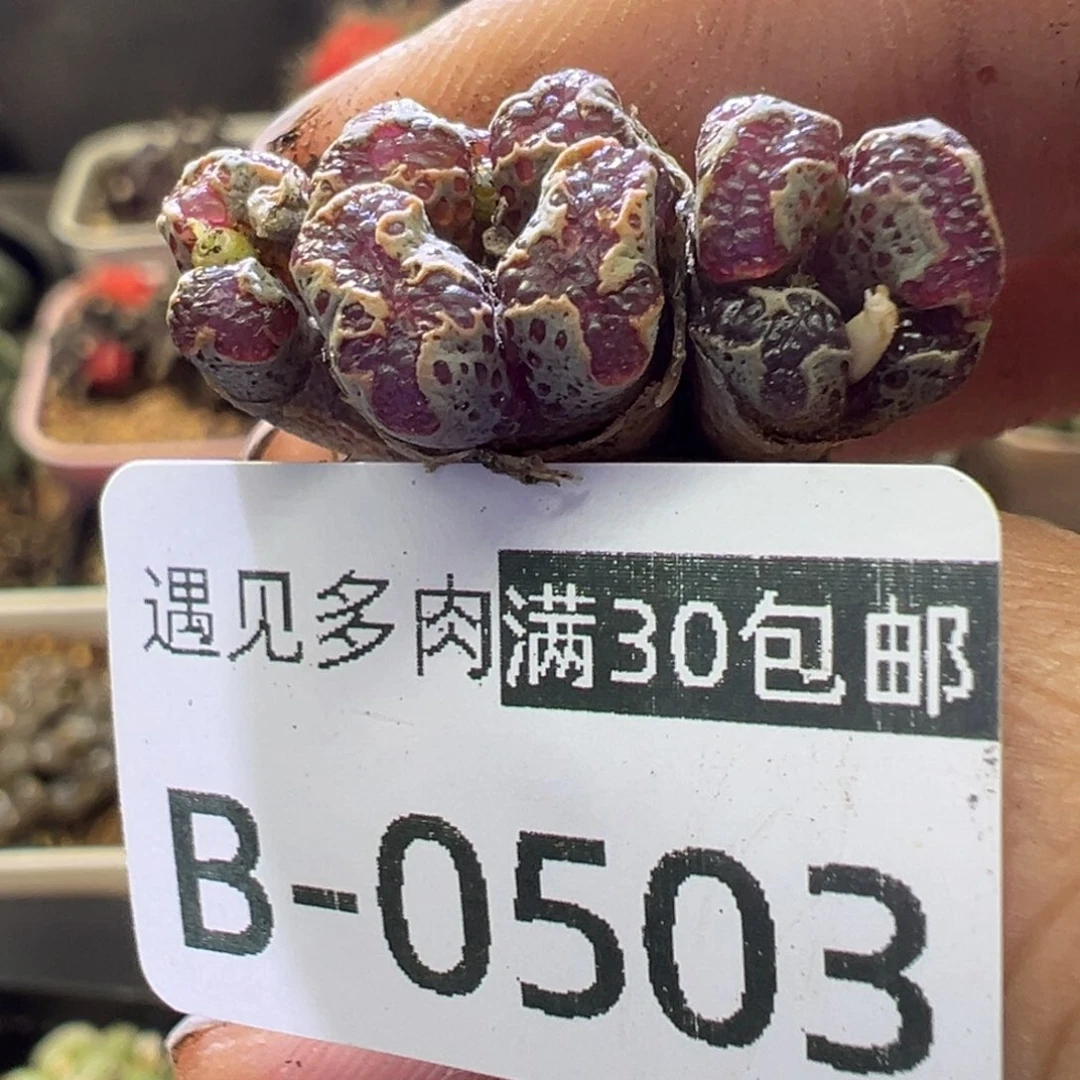 多肉植物1111111111111111