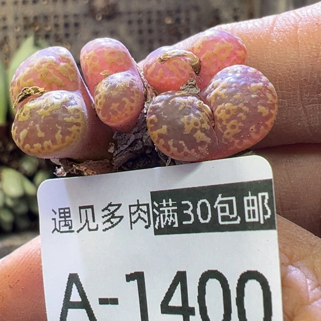 多肉植物1111111111111