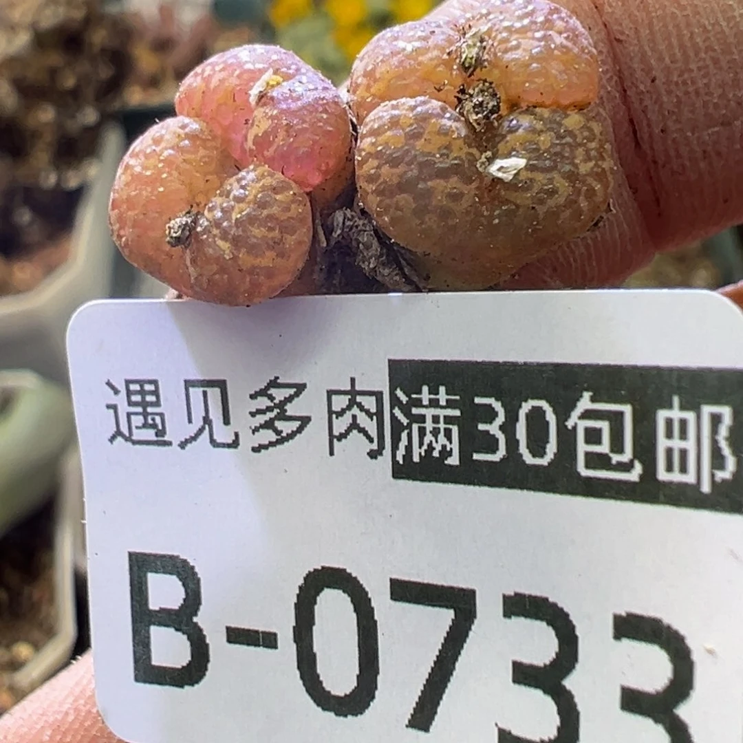 多肉植物1111111111111