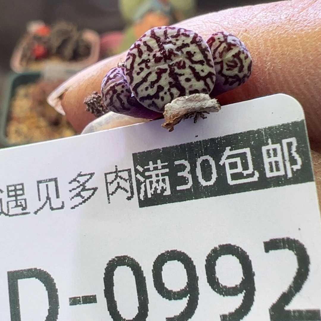 多肉植物1111111111