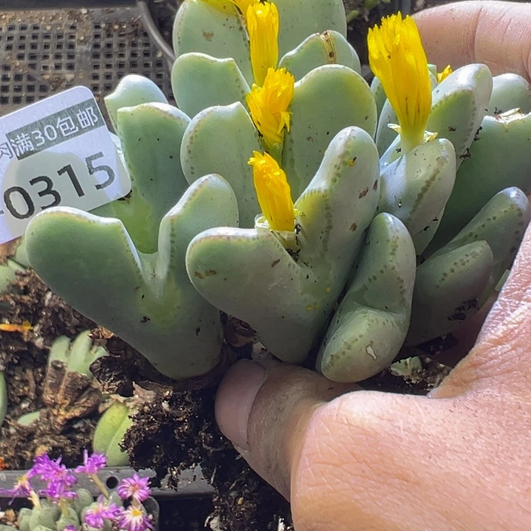 多肉植物1111111111111