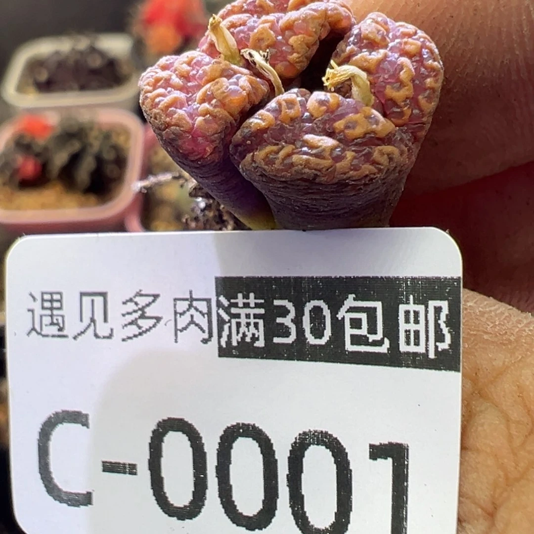 多肉植物111111111111111