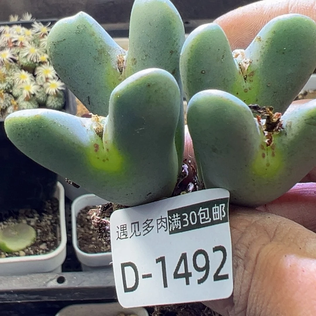 多肉植物111111111111111