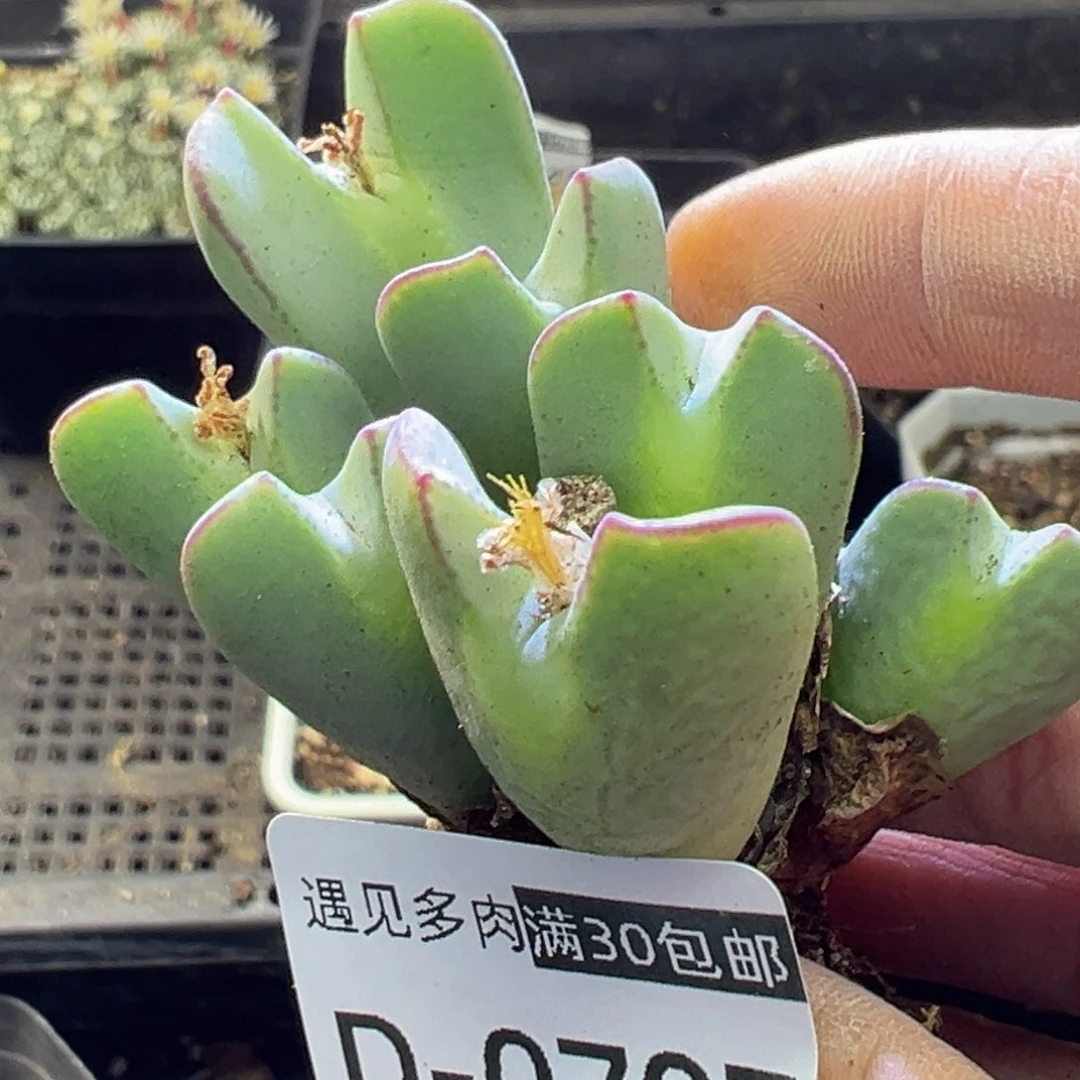 多肉植物11111111111111