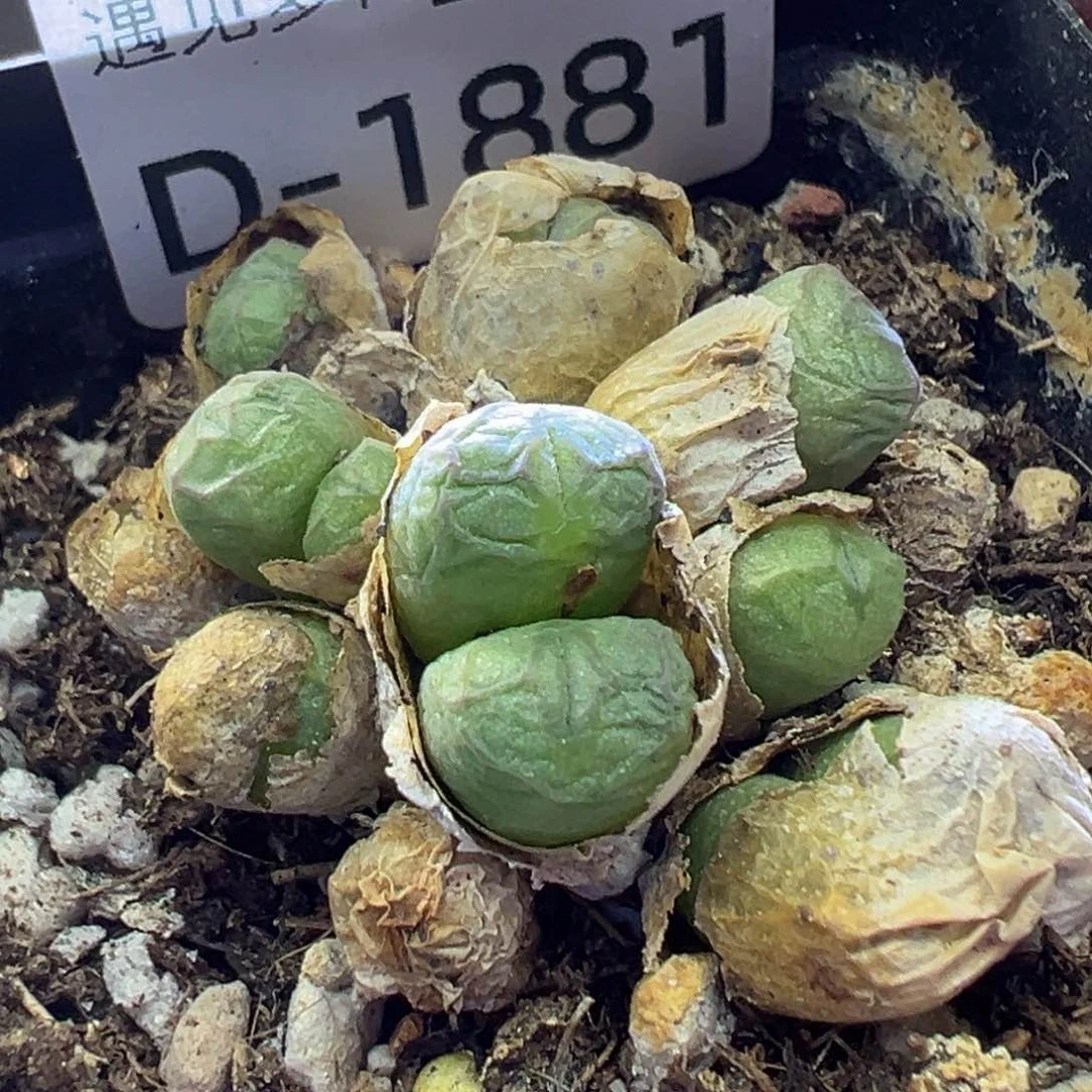 多肉植物11111111111