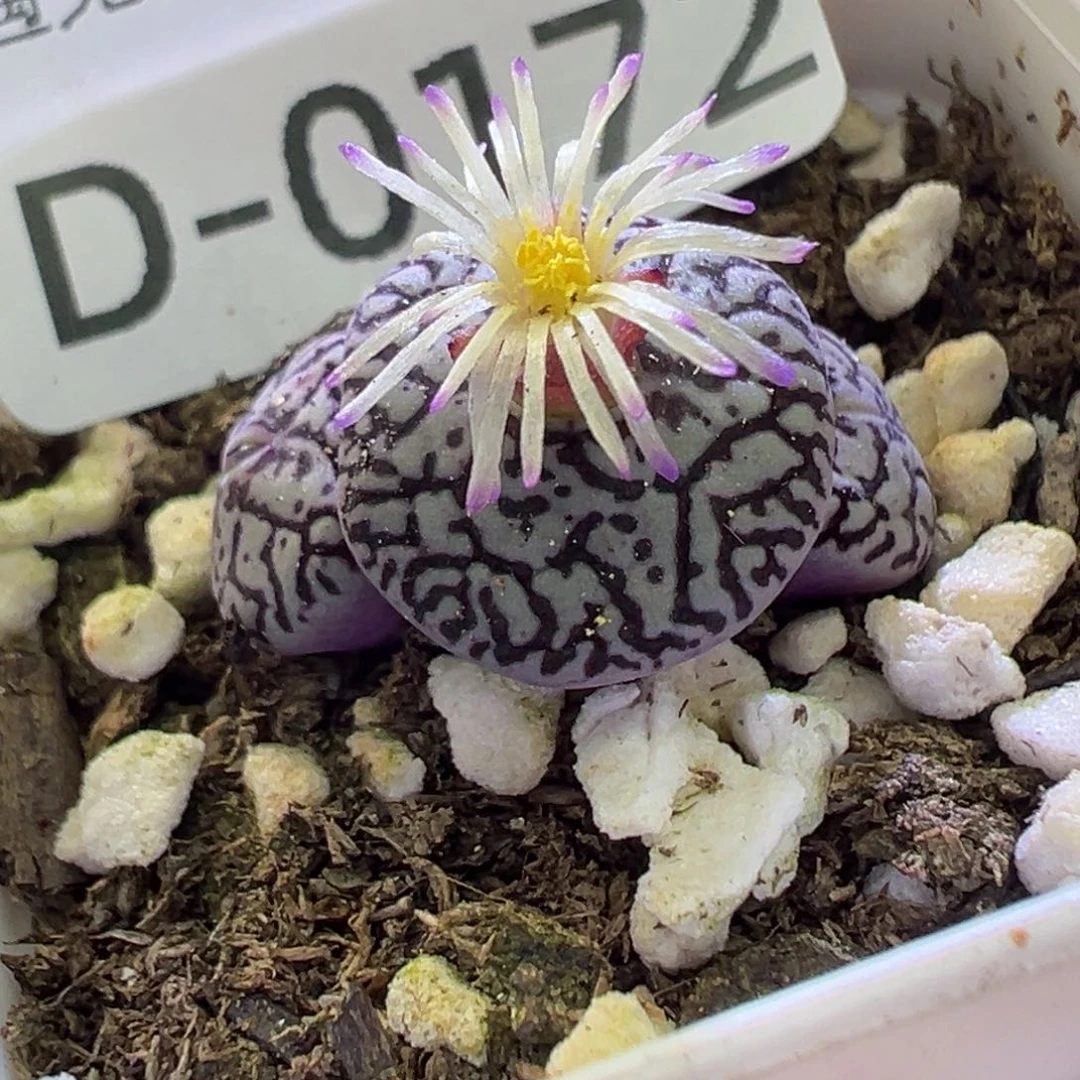 多肉植物11111111111111