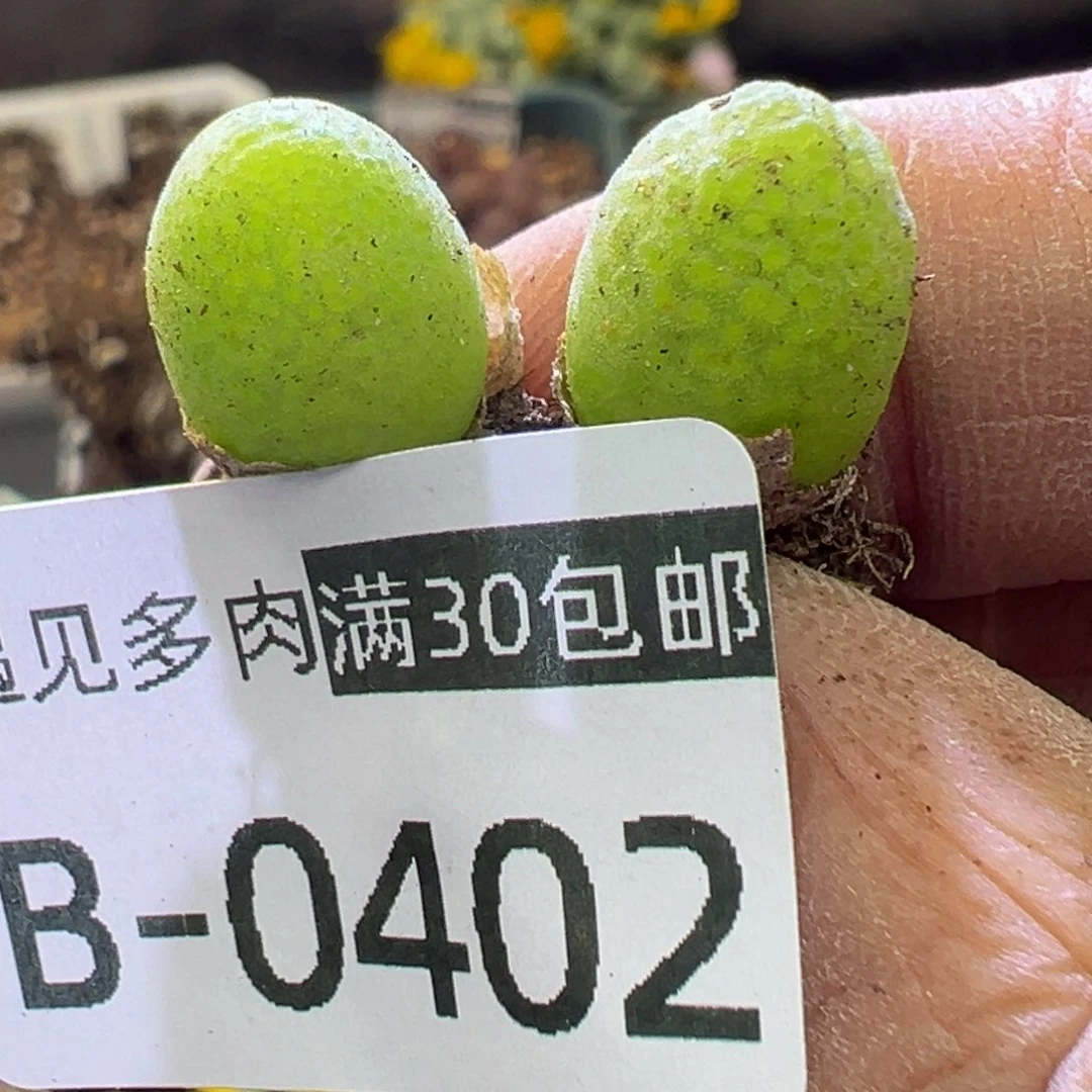 多肉植物1111111111111111