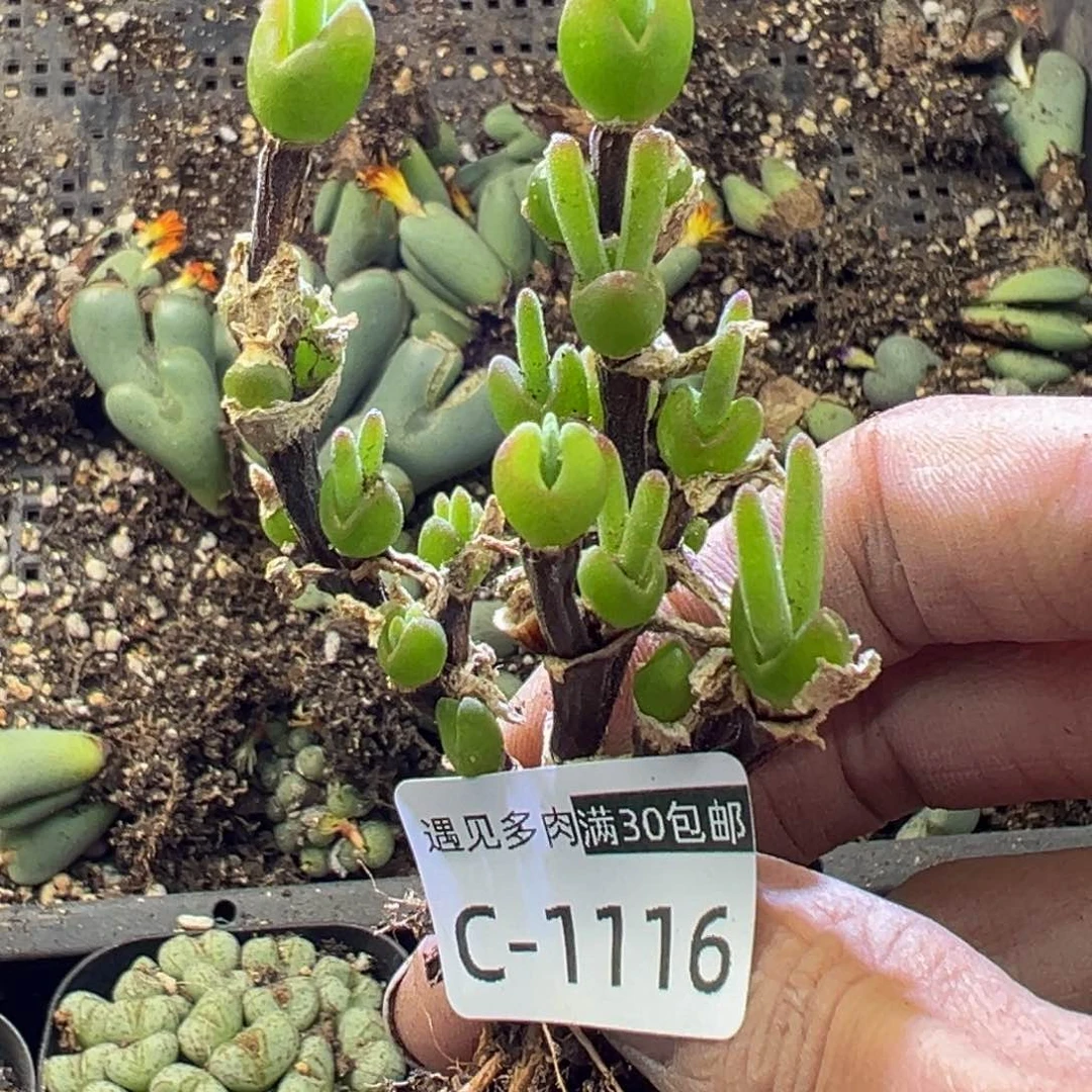 多肉植物1111111111111