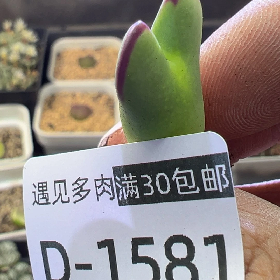 多肉植物11111111111111111111