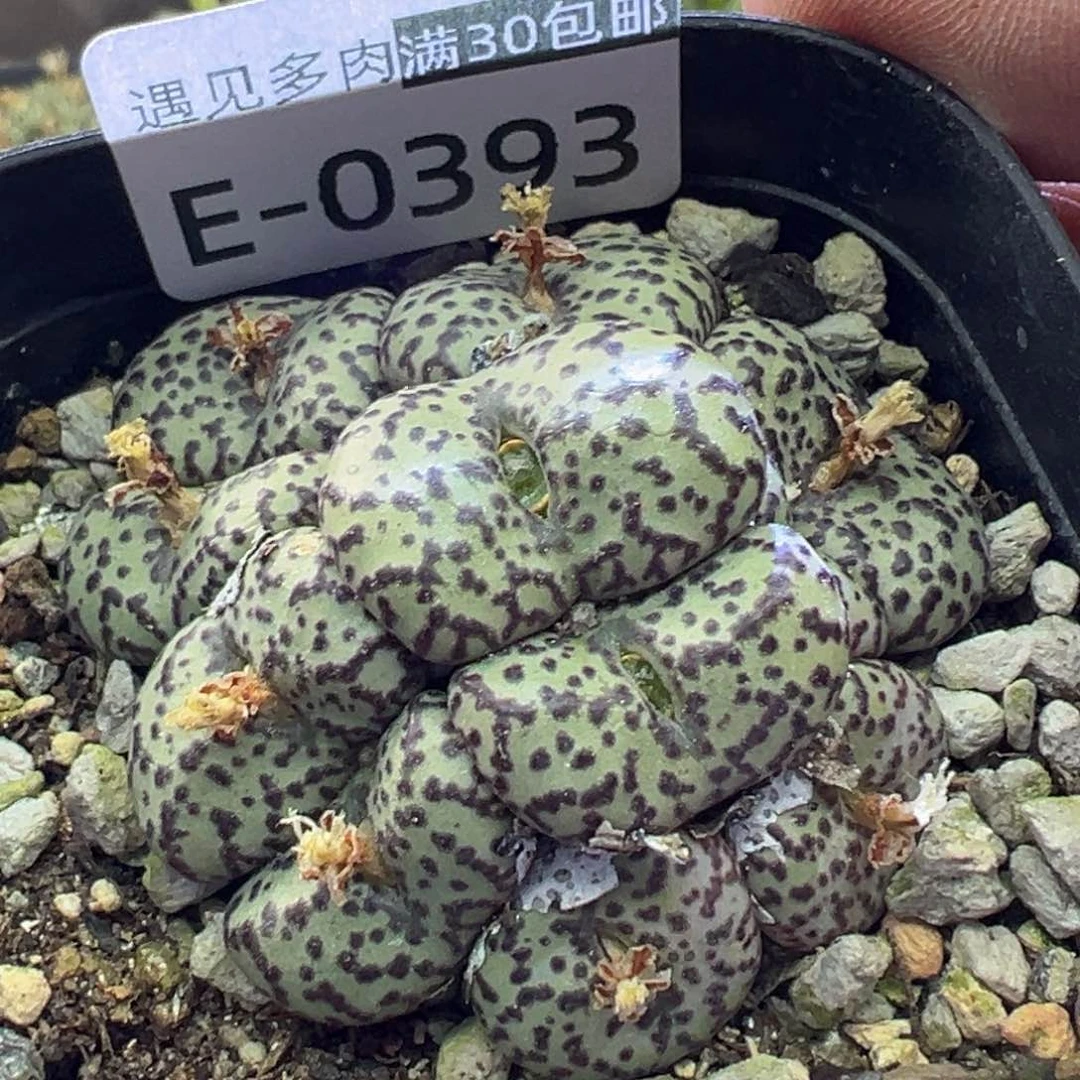 多肉植物111111111111111