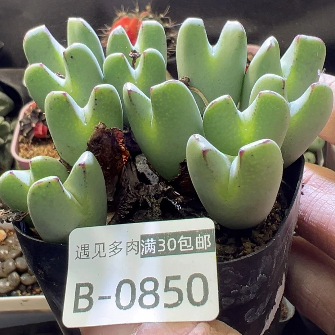 多肉植物111111111111