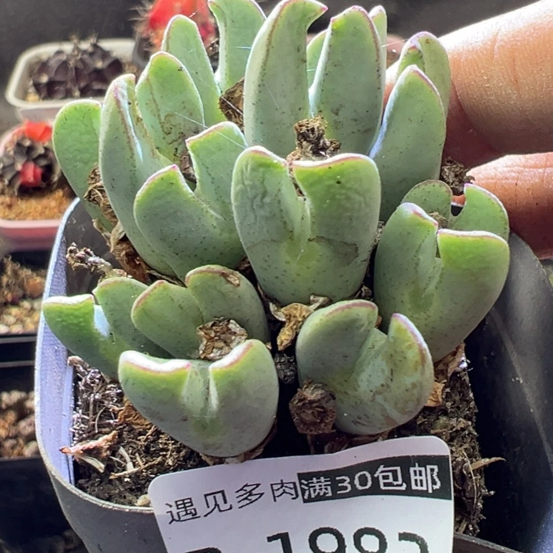 多肉植物111111111111111